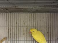 Mutasyon Pakistan Papağanı Takım