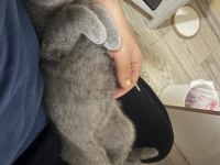 Tüm Eşyaları İle 5 Aylık Erkek British Shorthair