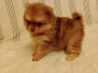 Ömürlük ırk garantili pomeranianlar