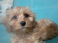 Dünyanın En Tatlı Maltipoo Bebeklerinden Biri