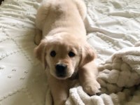 Sevimli Golden Retriever 2 Aylık Köpekler