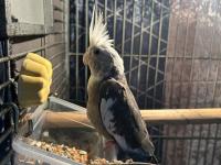 Full evcil erkek yavru sultan papağanı