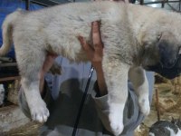 6 Tırnaklı Özel Üretim Dev Kangal Yavrular