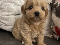 Oyuncak gibi maltipoo bebeklerimiz