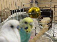 Çift Muhabbet Kuşumuz