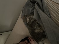 Kedimizi sahiplendirme