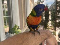 Özel Eğitimli Dans Eden Konuşan Maskot Lori