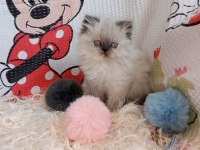 Yavru İran Kedileri