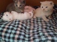 Biz 4 Kardeş Kediyiz Ki