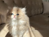 Sevmeye doyamayacağınız o bebek kedimiz