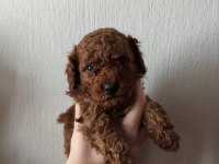 Ev Ortamında Bakılan Kendi Köpegimizin Yavrularıdır