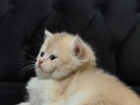 British Shorthair Kızım Yeni Yuvasını Arıyor