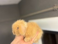 Safkan Evcil Yavru Tavşanlar Gönderim Var