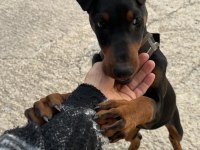 Doberman Yavrumuz Ateş