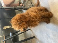 Sahiplendirme poodle köpeğimiz yuva arıyoruz