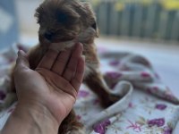 Toy poodle bebeklerimiz sahiplendirilecektir