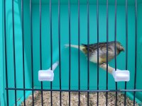 Tek erkek gloster kanaryalar