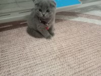 British Kedimiz İçin Görüşülür