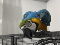 11 aylık meraklı macaw (acil)
