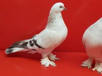 Şebap mavi çakmaklı güvercin