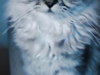 Pamuk Gibi Yün Yumağı Chinchilla Yavrum