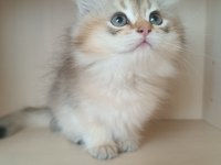 Ev Ortamında Büyümüş British Longhair