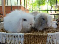 Hollanda teddy lop tavşan yavrular