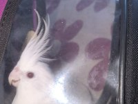 Dişi Jumbo Sultan Papağanı Albino