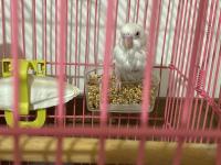 Yeme Düştü Sayılırlar Muhabbet Kuşu Yavrusu Gelen Alır