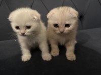 Safkan scottish fold yavruları ayı surat 2 aylık..!