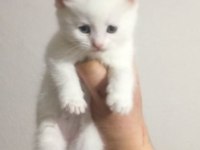 Renk Renk British Shorthair Bebekler