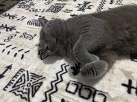 Safkan British Shorthair