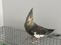 Konuşan Ele Alışık Sultan Papağanı Paşamız