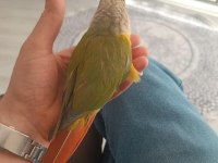 1.5 Yaşında El Besleme Konur