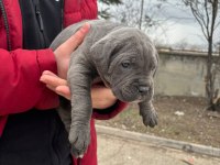 Ab Kalite Cane Corso Bebekler Yeni Yuvalarını Arıyorlar