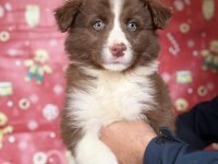 Border Collie Yavruları - Zeka, Sadakat Ve Enerji