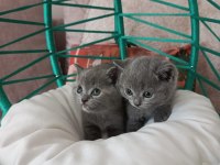 Minik British Shorthair Bebeler
