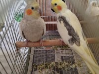 Eş Sultan Papağanı