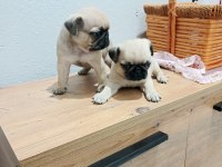 Pug Mops Bebekler