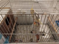 Eş Sultan Papağanı