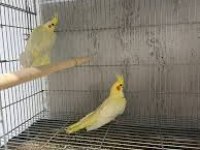 El Besleme Sultan Papağanı Yavruları