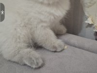 Mutlu, Sağlıklı, Neşeli, Safkan British Bebekler Yeni Evlerine Hazırlar