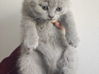 Pofuduk Erkek British Shorthair Yavrular Yuvalarını Arıyor