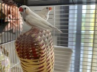 Hint Bülbülü Ankara Damızlık Takımlar