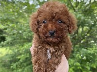 Safkan kore kan dişi sağlık garantili poodle