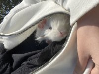 Guinea Pig.2-3 Aylık