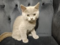 Oyuncu British Shorthair Ponçikler