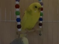 Kızgınlık Döneminde Çift Muhabbet Kuşu