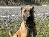 4 Aylık Safkan Belçika Kurdu