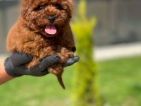 Ev Ortamında Doğup Büyüyen Toy Poodle Yavrularımız